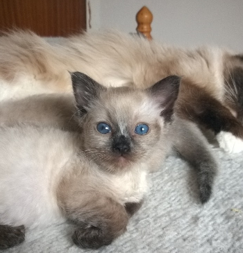 Moomin – The Ragdoll Cat of the Week: A Personal Journey