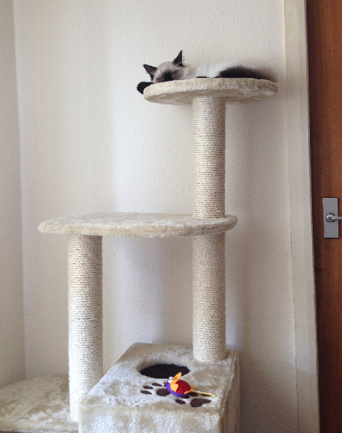 Moomin – The Ragdoll Cat of the Week: A Personal Journey