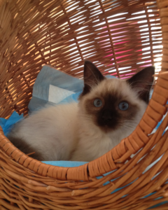 Moomin – The Ragdoll Cat of the Week: A Personal Journey
