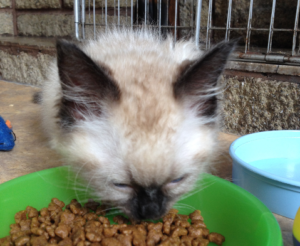 Moomin – The Ragdoll Cat of the Week: A Personal Journey