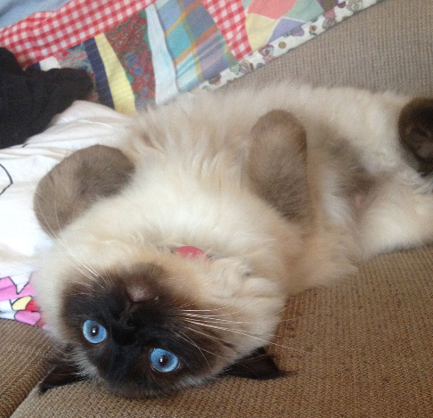 Moomin – The Ragdoll Cat of the Week: A Personal Journey