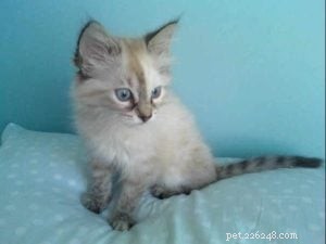 Coco Beans: The Heartwarming Story of Auburn s Floppycat of the Week