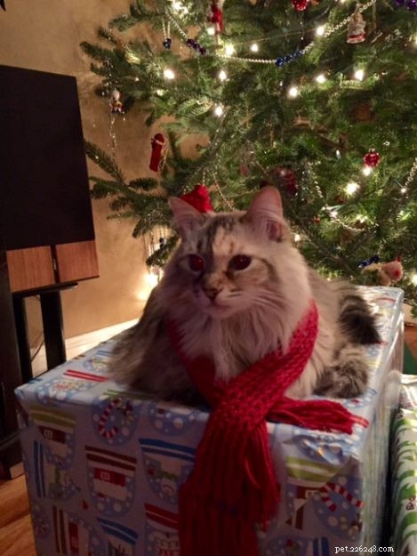 Coco Beans: The Heartwarming Story of Auburn s Floppycat of the Week