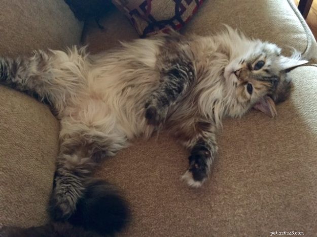 Coco Beans: The Heartwarming Story of Auburn s Floppycat of the Week