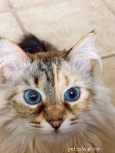 Coco Beans: The Heartwarming Story of Auburn s Floppycat of the Week