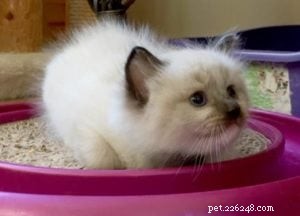 Meet Bette Willette: Insights from the Experienced Ragdoll Breeder of Willetteragdol Cattery