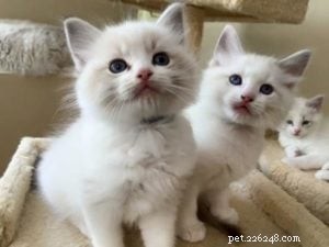 Meet Bette Willette: Insights from the Experienced Ragdoll Breeder of Willetteragdol Cattery