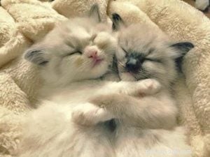 Meet Bette Willette: Insights from the Experienced Ragdoll Breeder of Willetteragdol Cattery