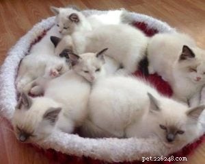 Meet Bette Willette: Insights from the Experienced Ragdoll Breeder of Willetteragdol Cattery
