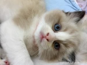 Meet Bette Willette: Insights from the Experienced Ragdoll Breeder of Willetteragdol Cattery