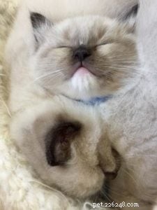 Meet Bette Willette: Insights from the Experienced Ragdoll Breeder of Willetteragdol Cattery