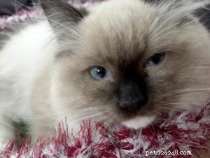 Meet Bette Willette: Insights from the Experienced Ragdoll Breeder of Willetteragdol Cattery