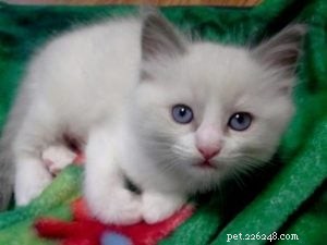 Meet Bette Willette: Insights from the Experienced Ragdoll Breeder of Willetteragdol Cattery
