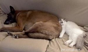 Meet Bette Willette: Insights from the Experienced Ragdoll Breeder of Willetteragdol Cattery