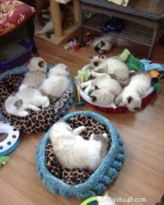 Meet Bette Willette: Insights from the Experienced Ragdoll Breeder of Willetteragdol Cattery