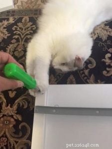 Meet Bette Willette: Insights from the Experienced Ragdoll Breeder of Willetteragdol Cattery