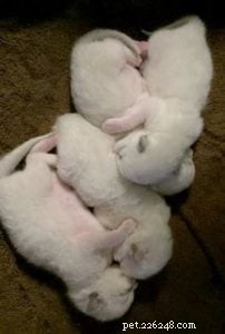 Meet Bette Willette: Insights from the Experienced Ragdoll Breeder of Willetteragdol Cattery