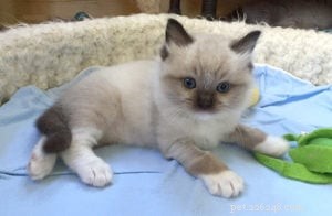 Meet Bette Willette: Insights from the Experienced Ragdoll Breeder of Willetteragdol Cattery