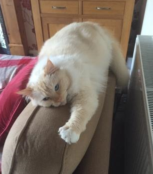 Meet Milo: The Adorable Ragdoll of the Week