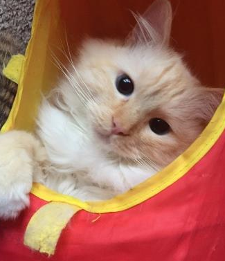 Meet Milo: The Adorable Ragdoll of the Week