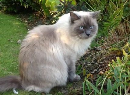 Meet Milo: The Adorable Ragdoll of the Week