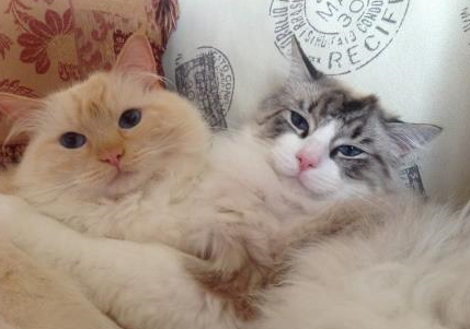 Meet Milo: The Adorable Ragdoll of the Week
