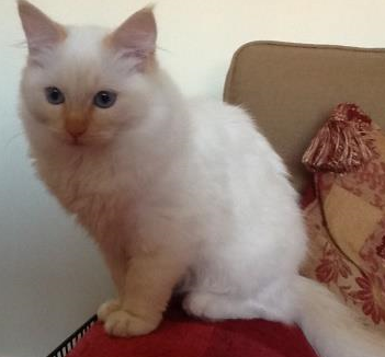 Meet Milo: The Adorable Ragdoll of the Week