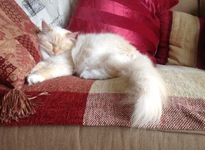 Meet Milo: The Adorable Ragdoll of the Week