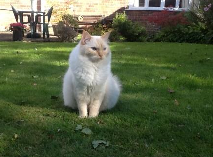 Meet Milo: The Adorable Ragdoll of the Week
