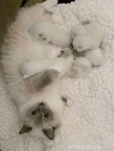 WilletteRagdol: Premier Ragdoll Breeder in Massachusetts – Certified, DNA Tested, Family‑Raised