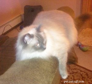 Elmo – The Ragdoll of the Week: A Family’s Heartwarming Story