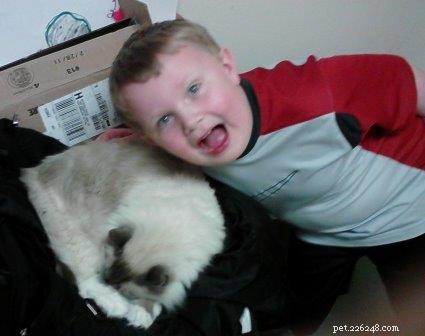 Elmo – The Ragdoll of the Week: A Family’s Heartwarming Story