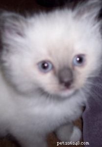 Elmo – The Ragdoll of the Week: A Family’s Heartwarming Story