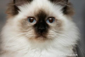 WilletteRagdol: Premier Ragdoll Breeder in Massachusetts – Certified, DNA Tested, Family‑Raised