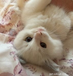 WilletteRagdol: Premier Ragdoll Breeder in Massachusetts – Certified, DNA Tested, Family‑Raised