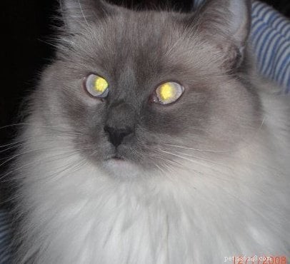 Elmo – The Ragdoll of the Week: A Family’s Heartwarming Story