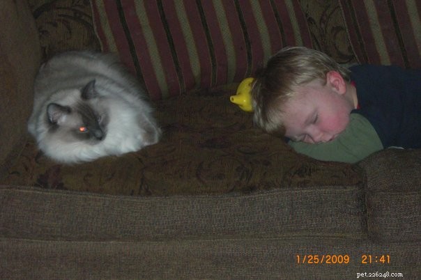 Elmo – The Ragdoll of the Week: A Family’s Heartwarming Story