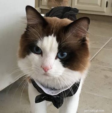 WilletteRagdol: Premier Ragdoll Breeder in Massachusetts – Certified, DNA Tested, Family‑Raised