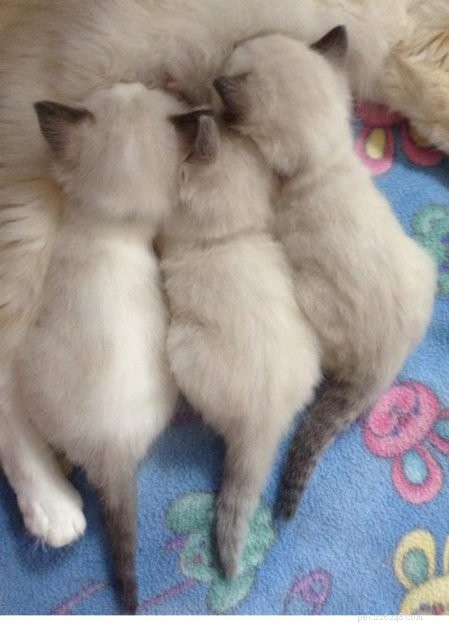 WilletteRagdol: Premier Ragdoll Breeder in Massachusetts – Certified, DNA Tested, Family‑Raised