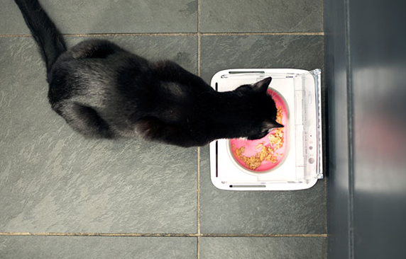 SureFeed Sealed Pet Bowl: Secure, Microchip-Activated Feeding