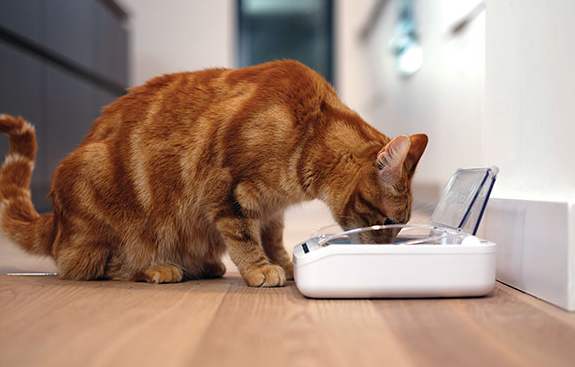 SureFeed Sealed Pet Bowl: Secure, Microchip-Activated Feeding