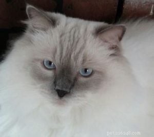 Benadryl Side Effects in Cats: A Ragdoll Owner’s Real-World Story