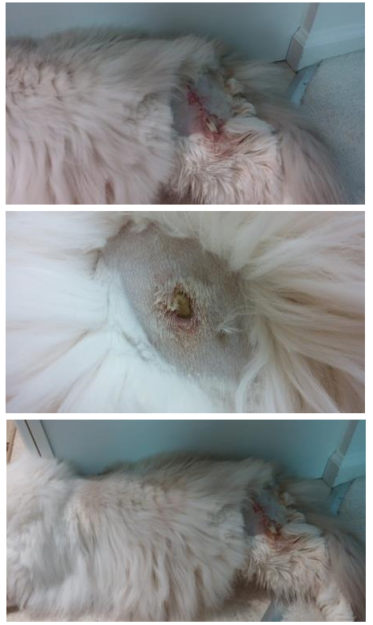 Benadryl Side Effects in Cats: A Ragdoll Owner’s Real-World Story