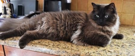 Bagheera – Spotlight on a Stunning Ragdoll Cat