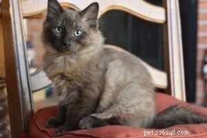 Bagheera – Spotlight on a Stunning Ragdoll Cat