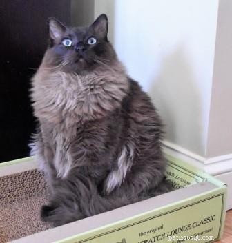 Bagheera – Spotlight on a Stunning Ragdoll Cat