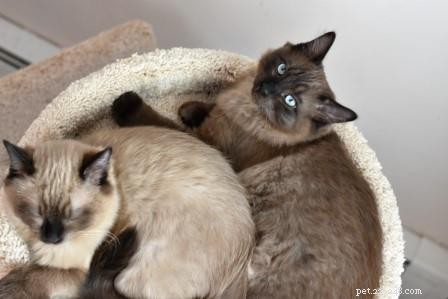 Bagheera – Spotlight on a Stunning Ragdoll Cat