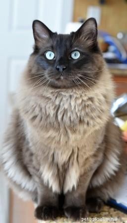 Bagheera – Spotlight on a Stunning Ragdoll Cat