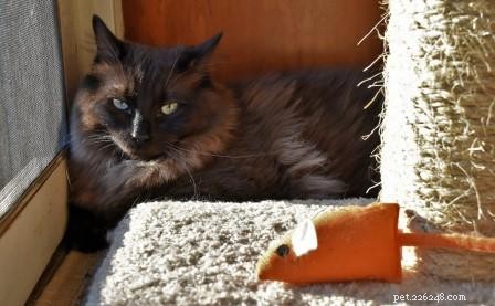 Bagheera – Spotlight on a Stunning Ragdoll Cat