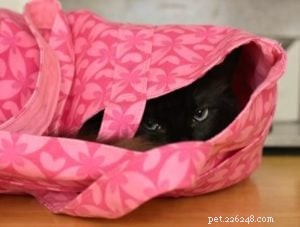 Bagheera – Spotlight on a Stunning Ragdoll Cat
